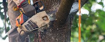 Best Tree Risk Assessment  in Jarales, NM