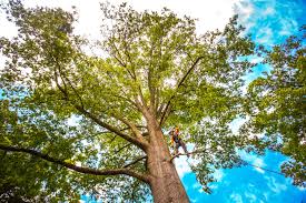 Best Storm Damage Tree Cleanup  in Jarales, NM