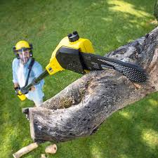 How Our Tree Care Process Works  in  Jarales, NM