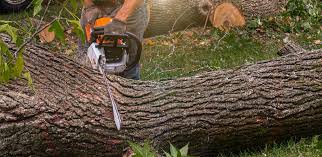 Best Tree Cabling and Bracing  in Jarales, NM