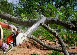 Best Stump Grinding and Removal  in Jarales, NM