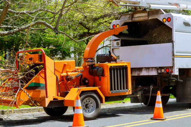 Best Root Management and Removal  in Jarales, NM