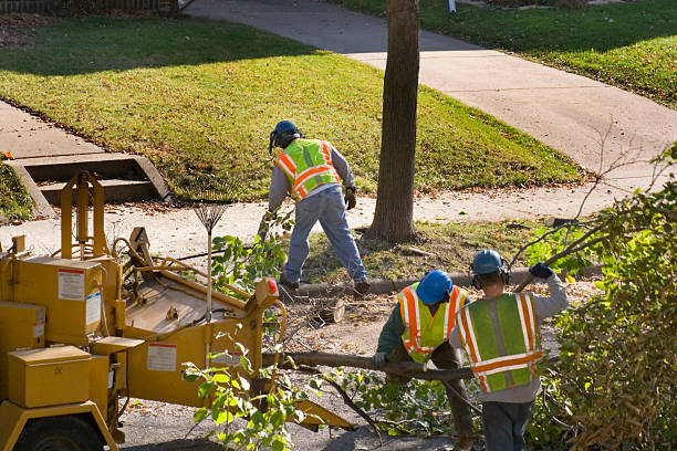 Best Leaf Removal  in Jarales, NM