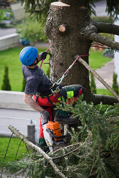 Best Tree Maintenance Programs  in Jarales, NM