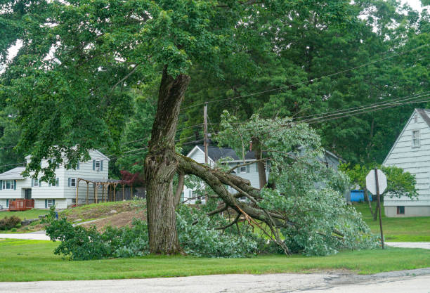 Jarales, NM Tree Removal Pros