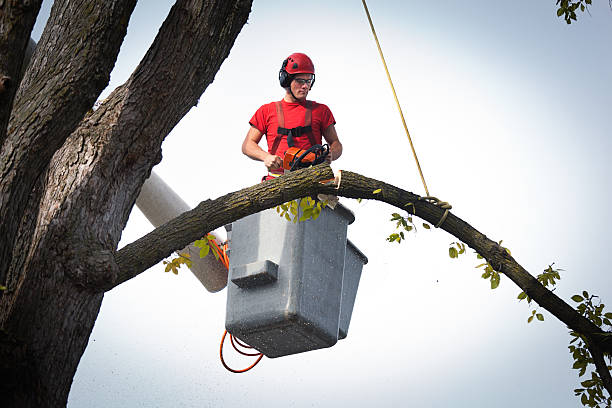 Best Palm Tree Trimming  in Jarales, NM