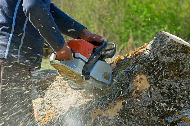 Best Lawn Drainage Solutions  in Jarales, NM
